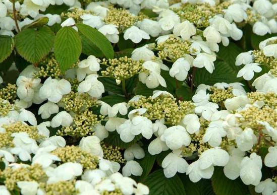 Viburnum Pl.Tomentosum