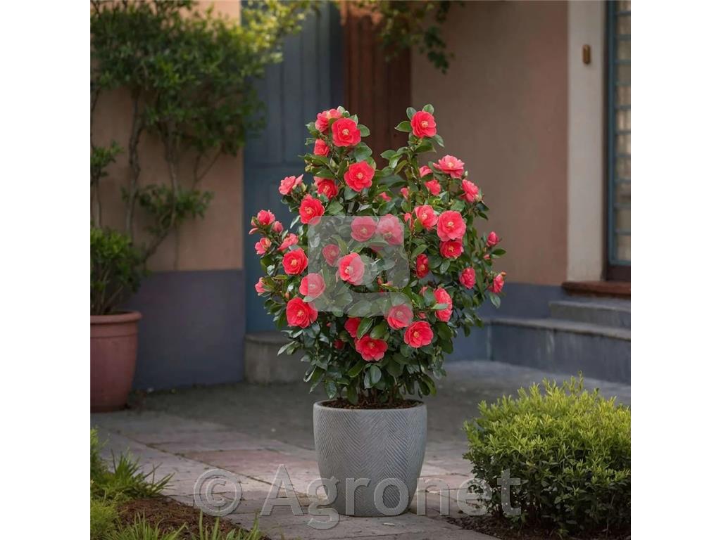 Camelia Japonica