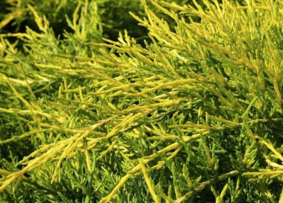 Juniperus Pfitzeriana Aurea c3 20-30 cm
