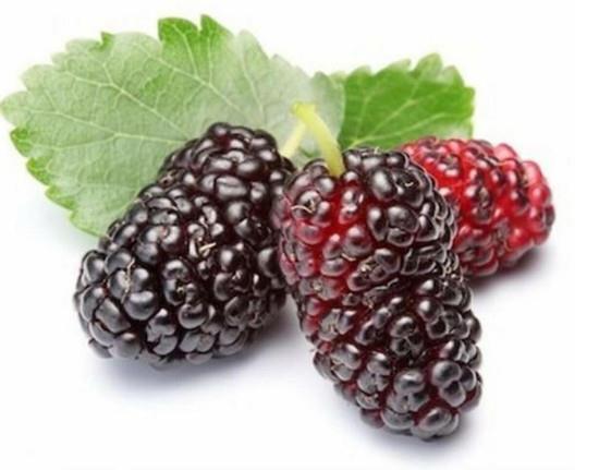 Murva Mojo Berry pritlikava