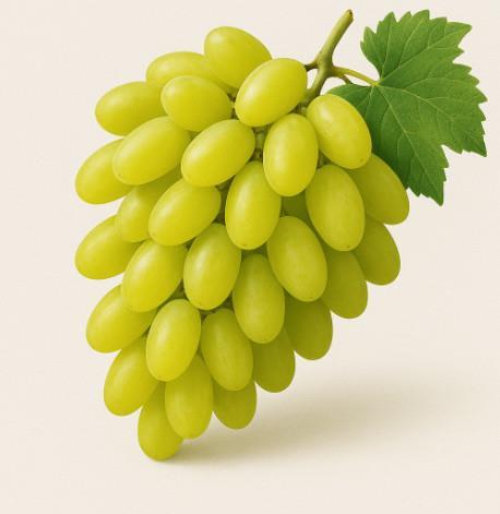 Palava