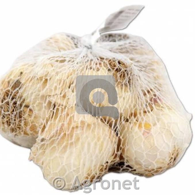 Česen semenski primorski 300g