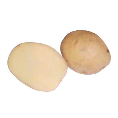 KROMPIR MINERVA A 25/35 3 KG ZELO ZG.bel