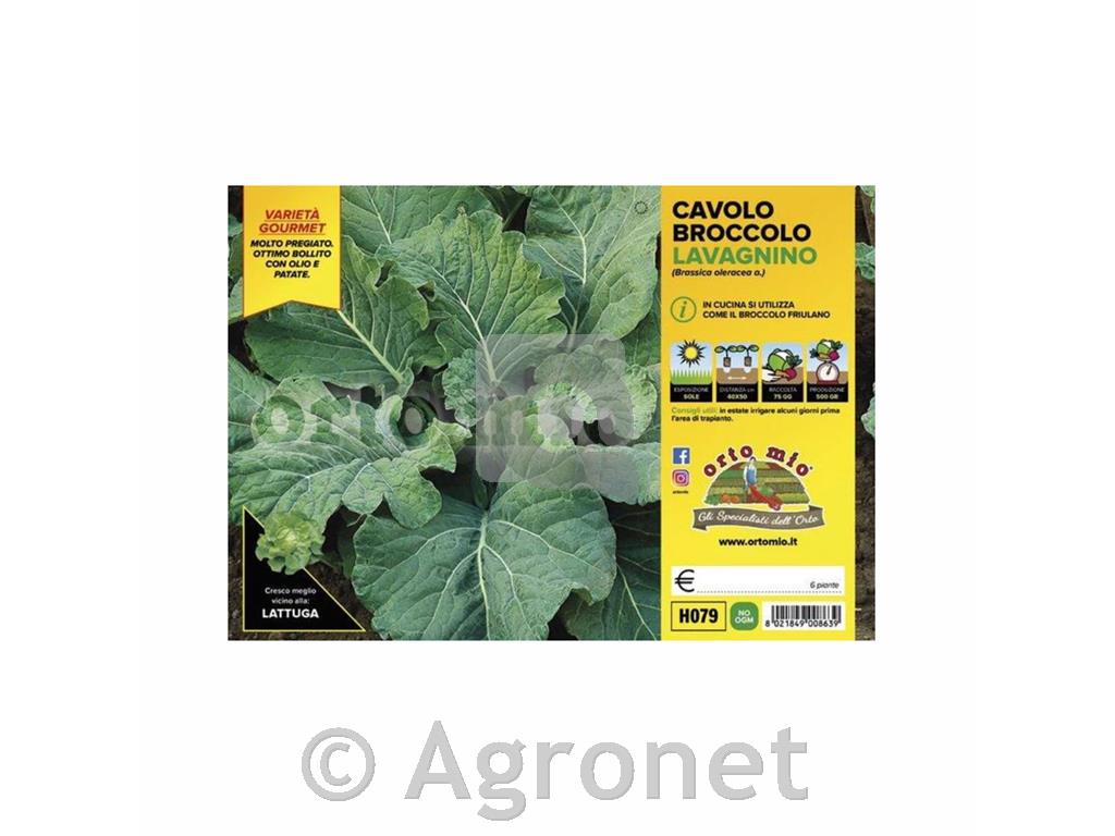 Kodrolistni brokoli Lavagnino, 6 kos