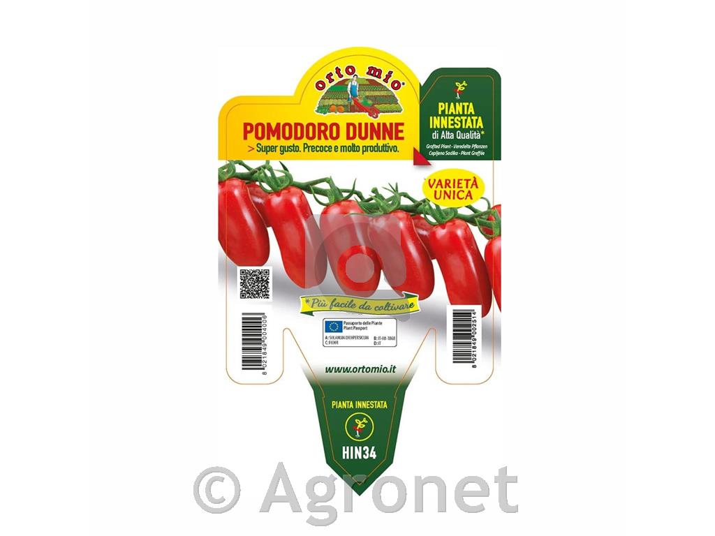 Paradižnik cepljen datljev Dunne F1, 1 kos