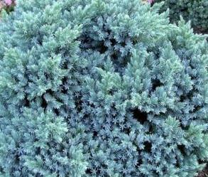Juniperus sq. Blue Star Brin