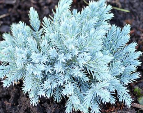 Juniperus Sqblue Star, luskasti brin