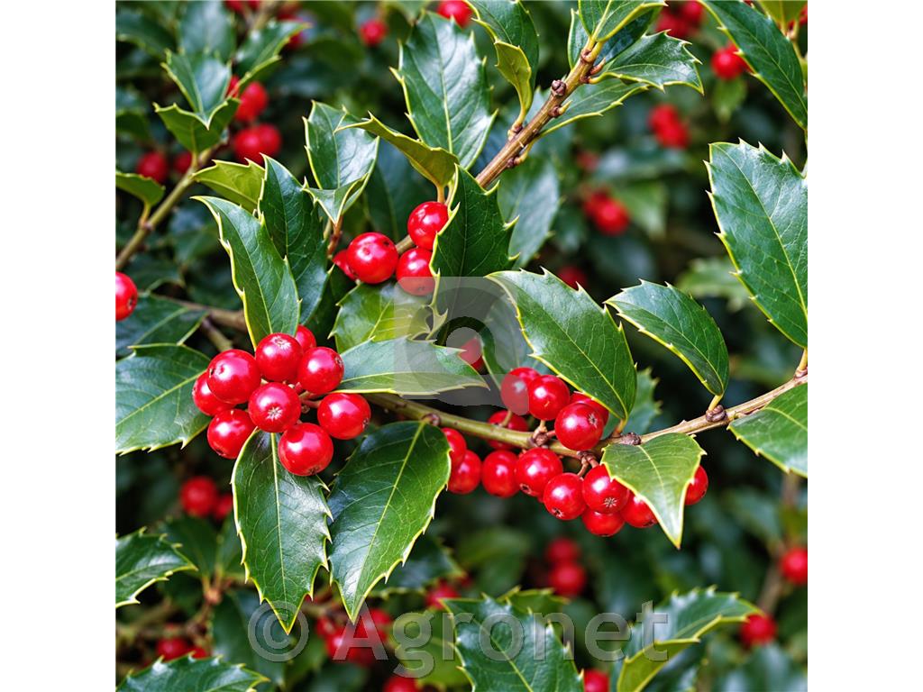 Ilex Meserveae Blue Maid, Bodika/Božje drevesce