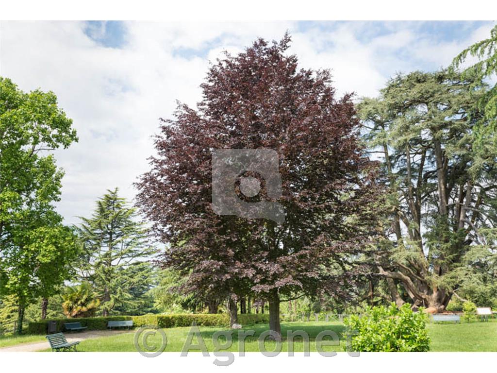 Fagus sylvatica Purpurea