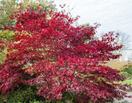 Japonski javor Fireglow