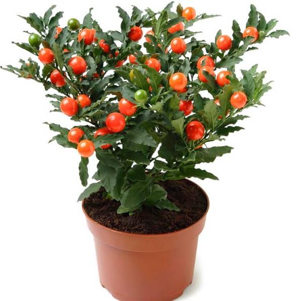 Solanum Pseudocapsicum (Jeruška češnja) FI 12