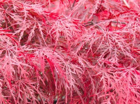 Japonski javor Dissectum