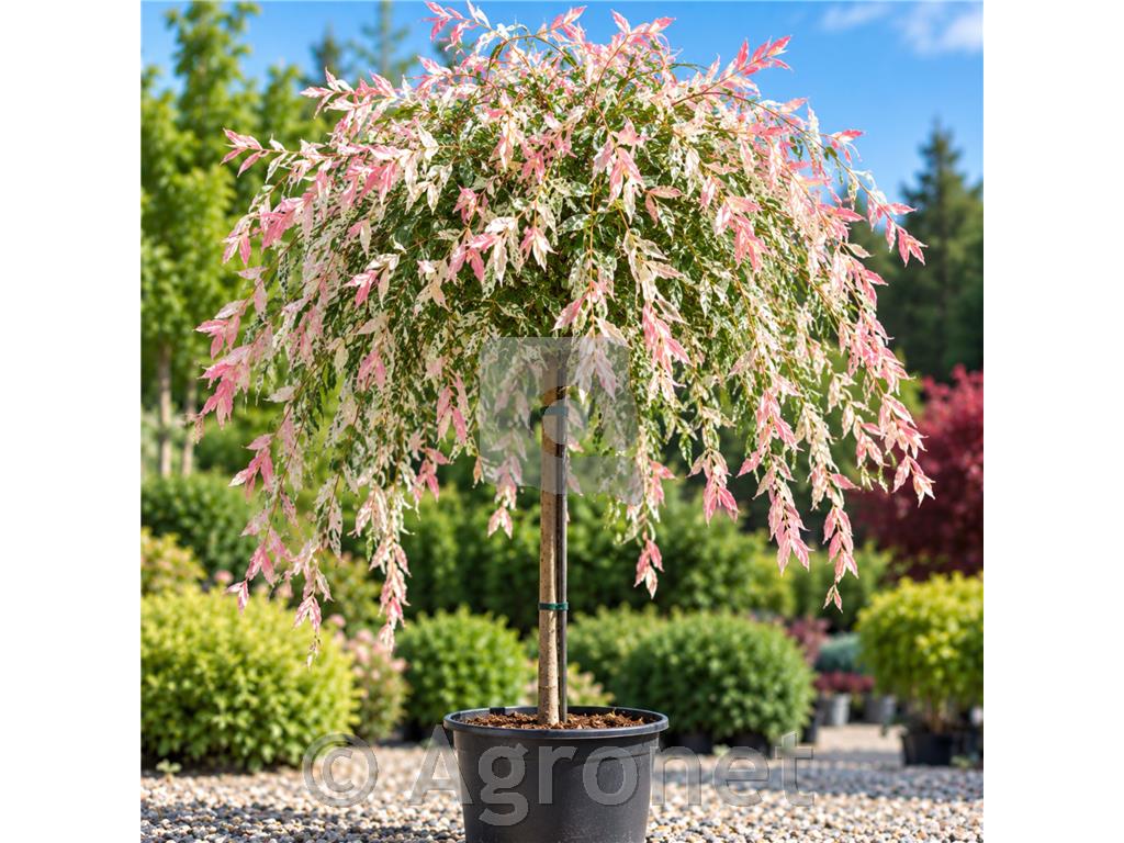 Vrba Salix caprea Pendula