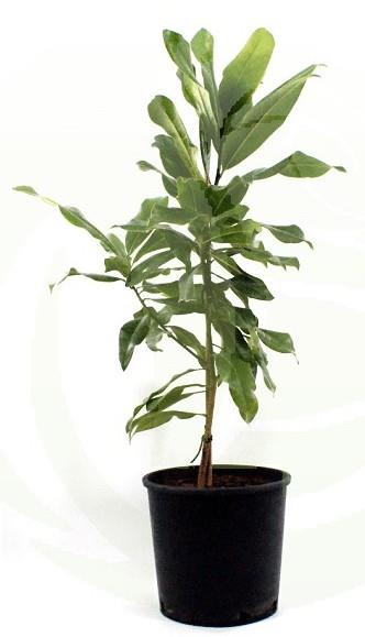 Ilex aquifolium Argentea Marginata navadna bodika