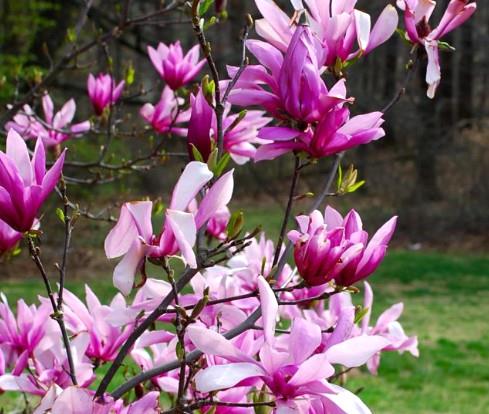 Magnolia "Betty"