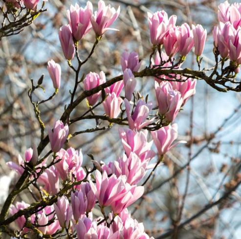 Magnolia 'Soulangiana'