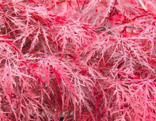 Japonski javor Dissectum