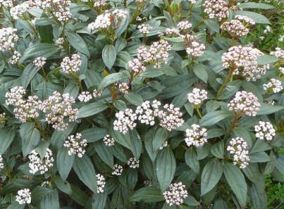 Viburnum Davidii