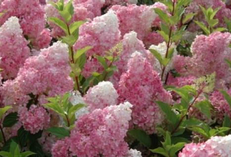 Hydrangea Vanille Fraise c3 30-40 cm
