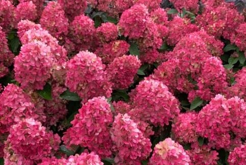 Hydrangea Pan.Bonfire c3 30 cm