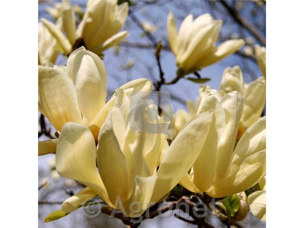 Magnolia Yellow Lantern