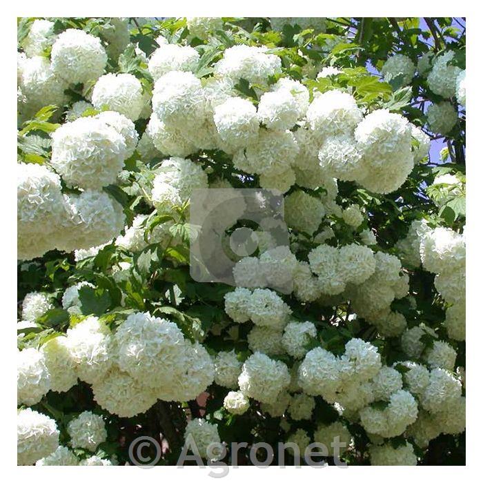 Viburnum opulus Roseum
