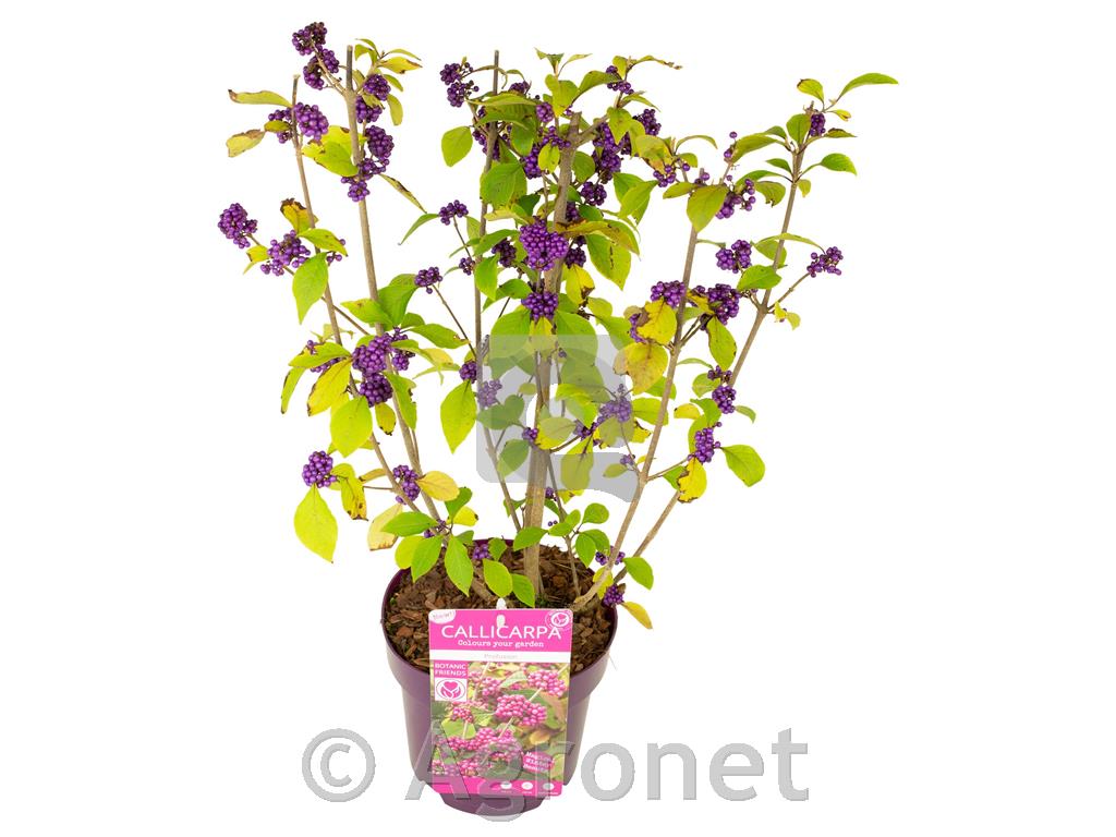 Callicarpa bodinieri Profusion