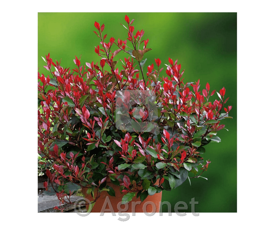 Photinia fraseri Red Robin