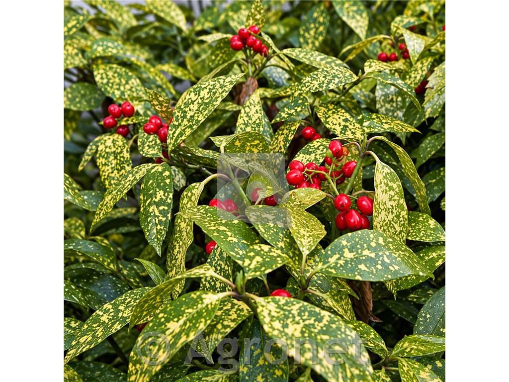 Aukuba (Aucuba japonica Thunb.)
