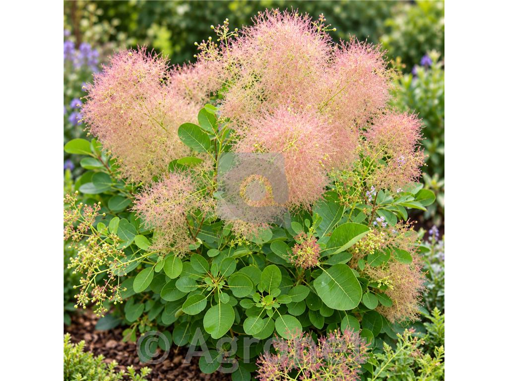 Navadni ruj Cotinus coggygria 40-50cm