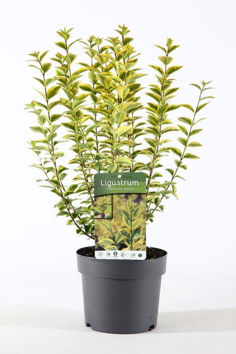 Ligustrum ovalifolium