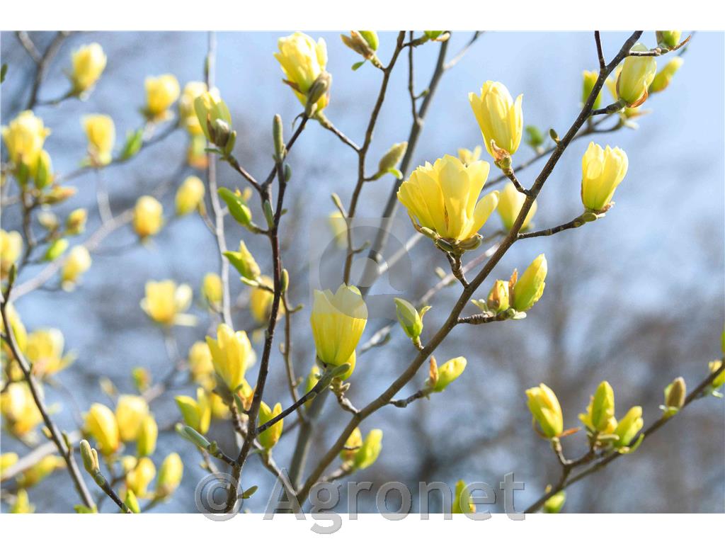 Magnolia Yellow Bird