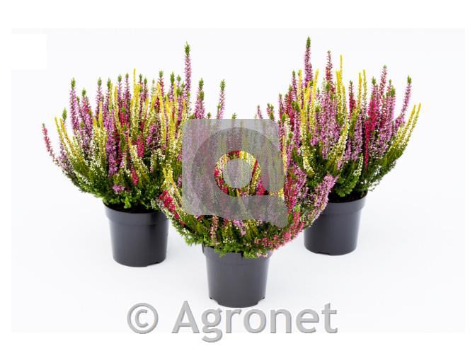 Calluna beauty ladies (Jes. vresa) Skyline ø 9,5 MIX