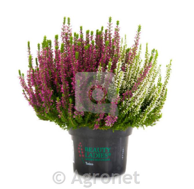 Calluna beauty ladies (Jesenska vresa) ø 9,5 Twins