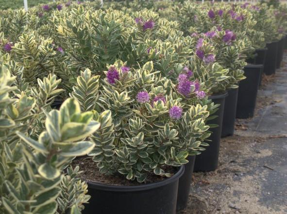 Hebe Veronica Variegata ø 12