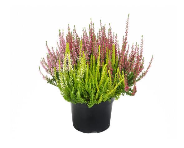 Calluna beauty ladies (Jesenska vresa) ø 6 Twins