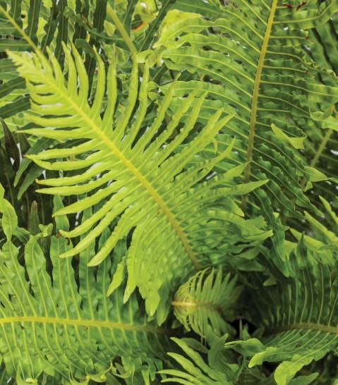 Praprot trajna- Ferm Mix