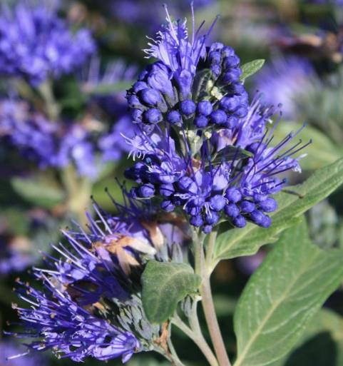 Caryopteris Heavenley Blue c3 30-40cm
