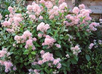 Ceanothus x Marie Simon c3 30-40cm