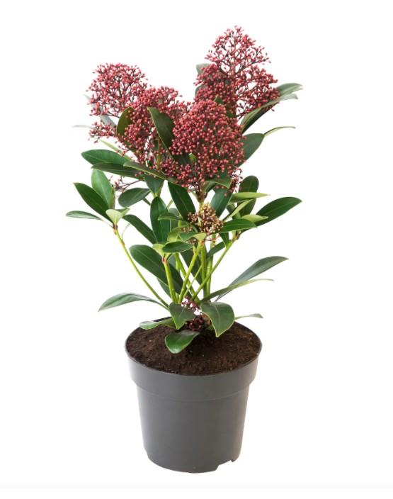Skimmia japonica Rubella (Skimija) ø 12