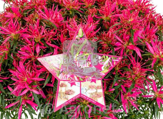 Azalea Japonica Starstyle pink10-15cm