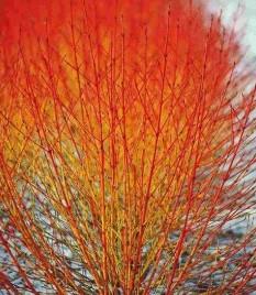 Cornus Sanguinea Winter
