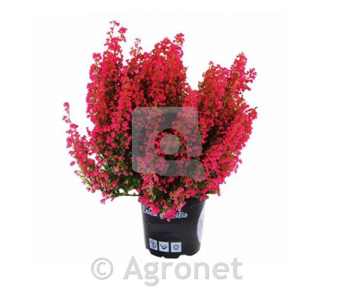 Erica gracilis (Resa) ø 12 MIX