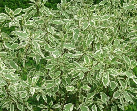 Cornus Alba Elegantissima c3 60-80cm