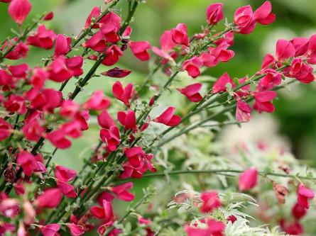Cytisus Boskoop Ruby c3 40-60 cm