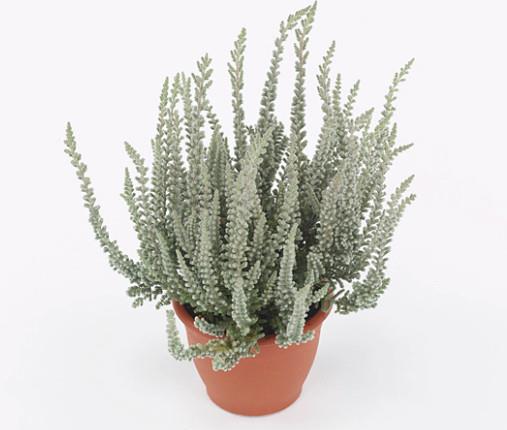 Calluna Garden Girls Fluffy 11