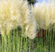 Cortadenia Selloana c3 Lit.