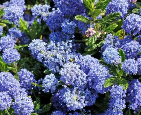 Ceanothus imp.Victoria c3 30-40cm