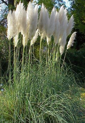 Cortaderia selana- pampaška trava