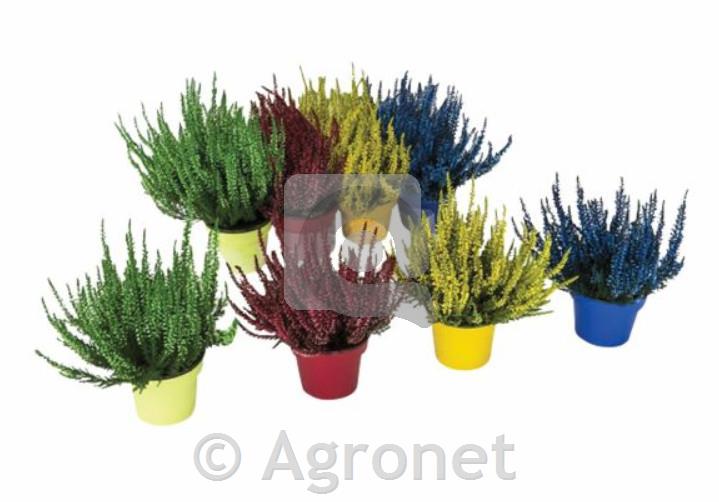 Calluna barvana (Resa) ø 9 MIX